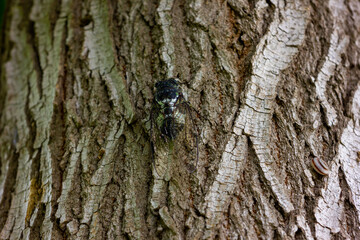 A cicada is lying on the tree