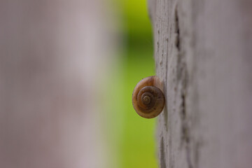 A snail crawling on the tree