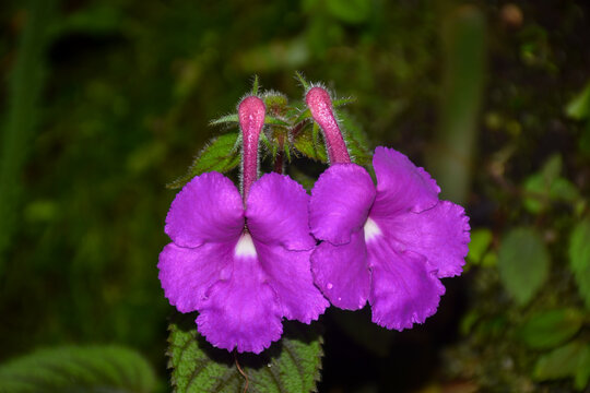Closeup view of two purple Achimenes grandiflora flowers (Hot water plant, family: Gesneriaceae) with green leaves, floral background