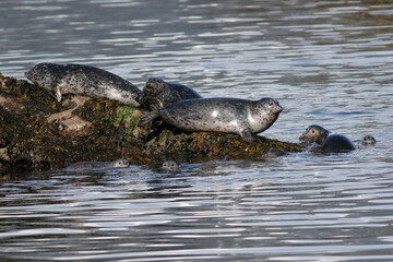 Harbor Seals, Phoca vitulina, Alaska © Tsado