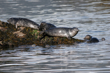 Fototapeta na wymiar Harbor Seals, Phoca vitulina, Alaska