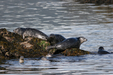 Fototapeta premium Harbor Seals, Phoca vitulina, Alaska