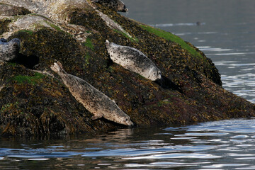Harbor Seals, Phoca vitulina, at Haines, Alaska