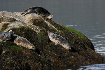 Harbor Seals, Phoca vitulina,  on the Inside Passage of Alaska