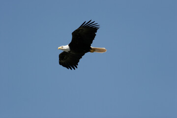 Bald Eagle in flight, Alaska