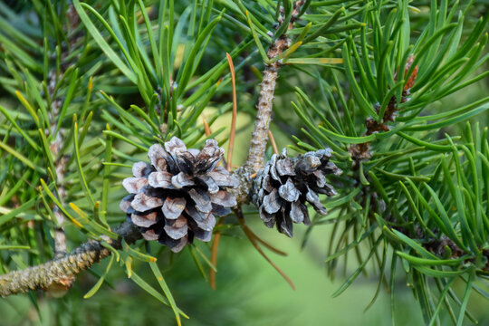 View of two pine cones on a tree, green background