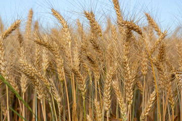 Ripe ears of barley in the field are ready for harvest.