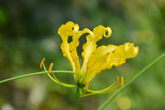 Amazing yellow flower Gloriosa Superba (flame lily, climbing lily, gloriosa lily or fire lily) on the green background