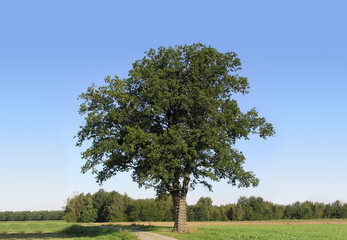 oak Durmast Oak tree german oak acorn