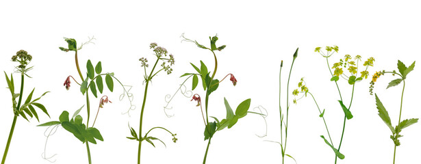 Few stems of various meadow grass with yellow and purple flowers and inflorescences on white...