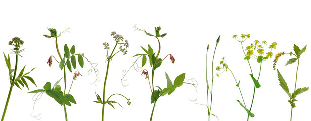 Few stems of various meadow grass with yellow and purple flowers and inflorescences on white background