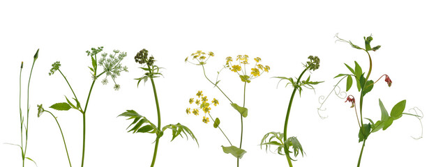 Few stems of various meadow grass, yellow and purple flowers on white background