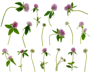 Many leaves, flowers and stems of purple and white clover at various angles on white background