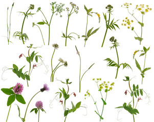 Many different stems of meadow grass with various yellow, white and purple flowers on white background
