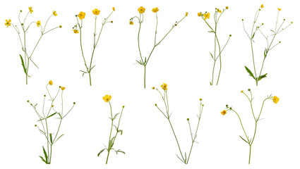 Many stems of buttercup with flowers and leaves at various angles on white background