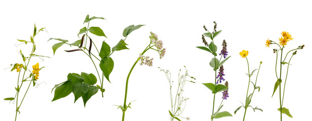 Many stems of various meadow grass with yellow, white and purple flowers on white background