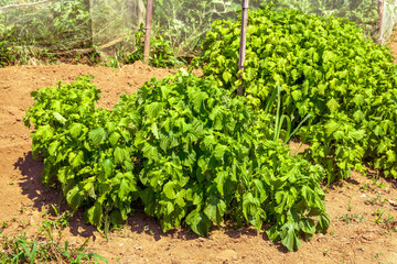 Fototapeta na wymiar 庭に生える緑シソの草本