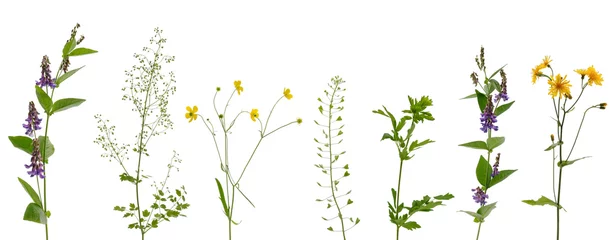  Many various stems of meadow grass with yellow, white and purple flowers on white background © ktv144