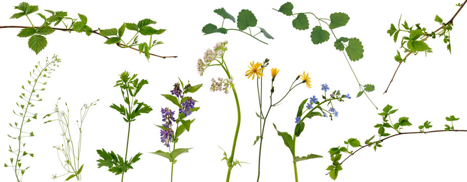 Many stems of various meadow grass with yellow, white and purple flowers and tree branches with young leaves on white background