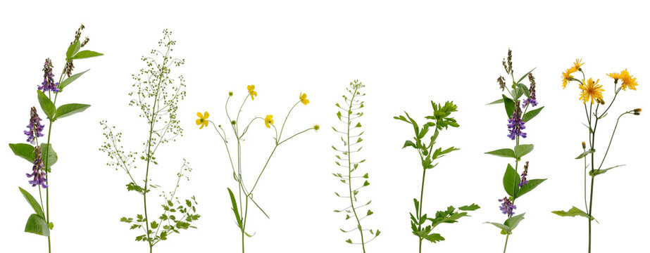Many various stems of meadow grass with yellow, white and purple flowers on white background
