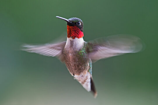 hummingbird in flight