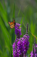 butterfly on flower