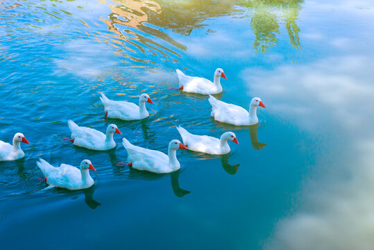 White goose. Swimming Geese. Domestic geese swim in the pond. Flock of geese on the river
