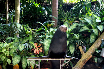  Seal is performing in show at Singapore zoo