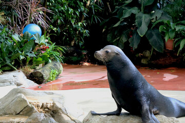 Seal is performing in show at Singapore zoo