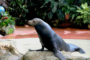 Seal is performing in show at Singapore zoo