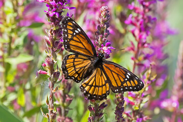 butterfly on flower