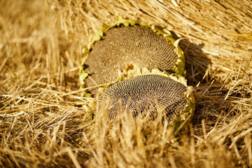 two large sunflowers in the rye field in summer