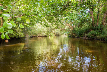magnificent landscapes of a stream crossing the forest