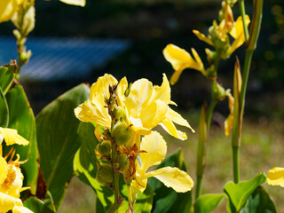 (Canna indica) Pétales jaunes de Canna ou balisier ressemblant à des orchidées sur haute tige...