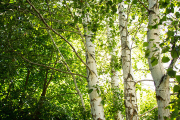 Fototapeta premium Birch trees in sunlight