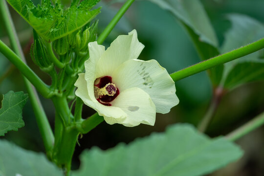 Okra blossom