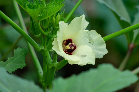 Okra blossom