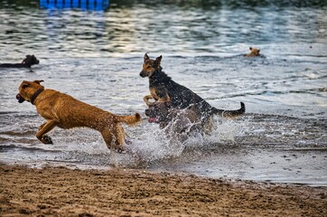 Dog play and romp on the dog beach in Langenhagen near Hannover at the Silbersee