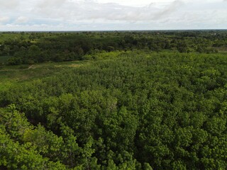 Obraz premium trees in forest view landscape.High angle shot