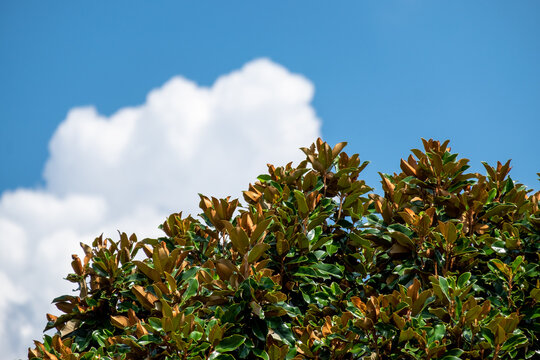 Clouds behind magnolia