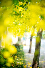 Naklejka na ściany i meble Blur image of yellow flower with sunny light