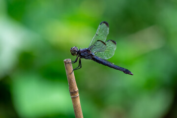 Perched dragonfly
