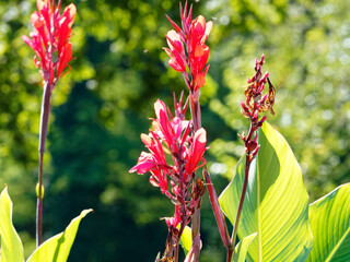 Canna indica | Canna ou conflore aux fleurs rouge sur de hautes tiges entourées de grandes feuilles décoratives vert