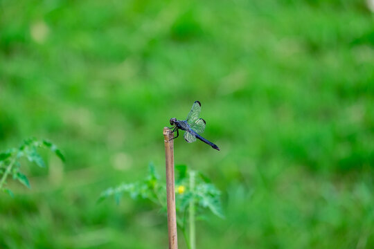 Perched dragonfly