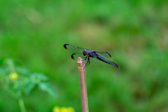 Perched dragonfly