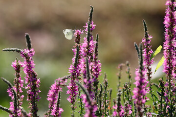 Blutweiderich Pflanze (Lythrum salicaria) mit Schmetterling Kohlweißling