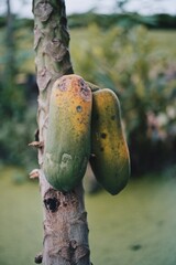 Fresh papaya fruit on tree in the garden 