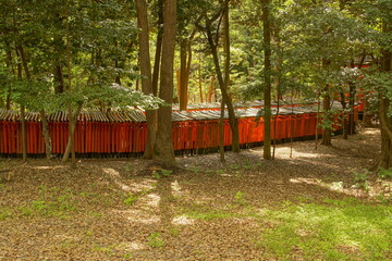 Red and black torii gates are lined up at shrine in Kyoto, Japan