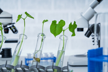 Genetically modified plant tested .Ecology laboratory exploring new methods of plant breeding. - obrazy, fototapety, plakaty
