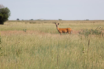 Deer in an open field